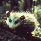 opossum.jpg